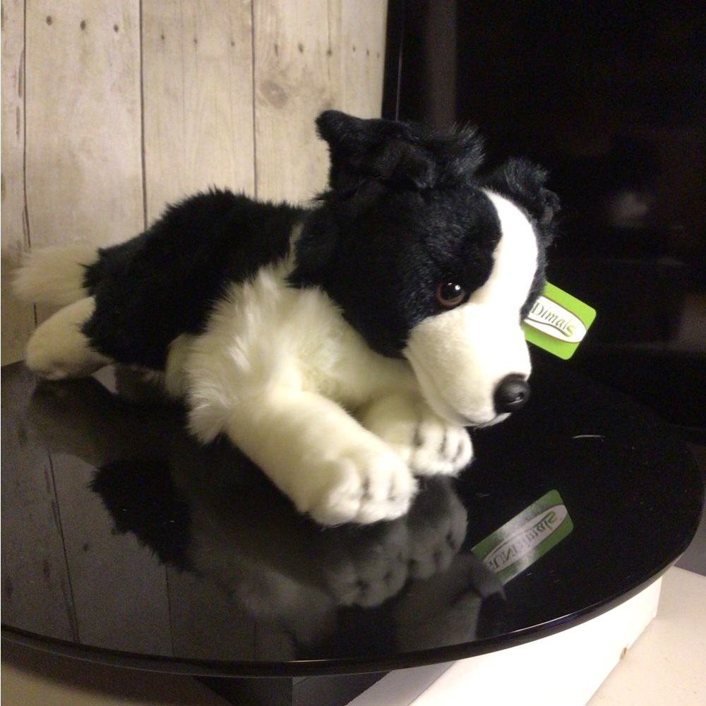 collie dog